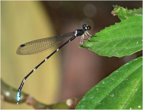 Drepanosticta hongkongensis
