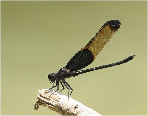 Dysphaea basitincta
