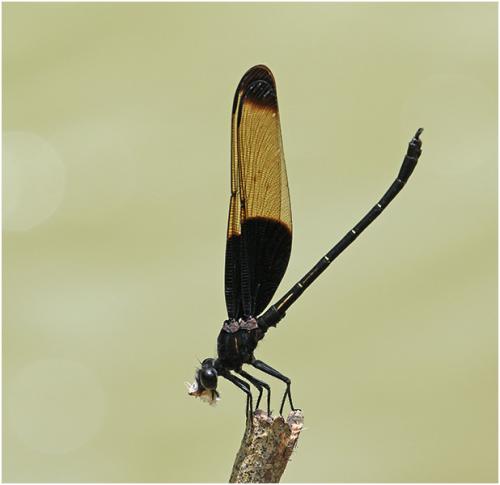 Dysphaea basitincta