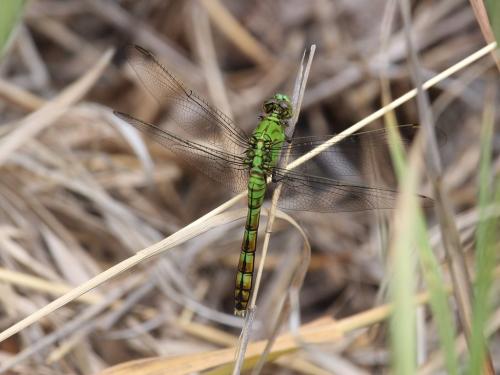Erythemis collocata