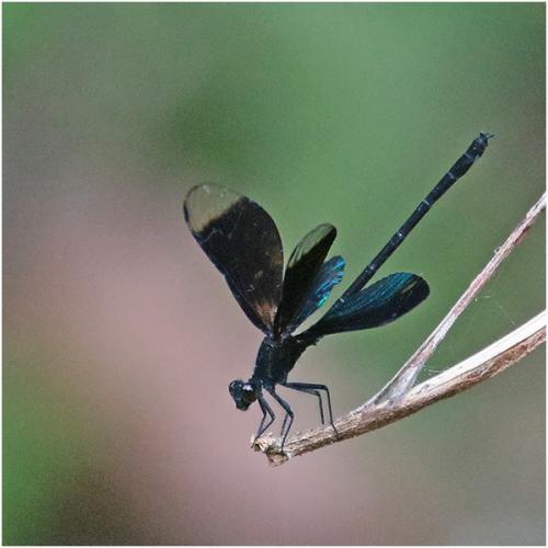 Euphaea guerini