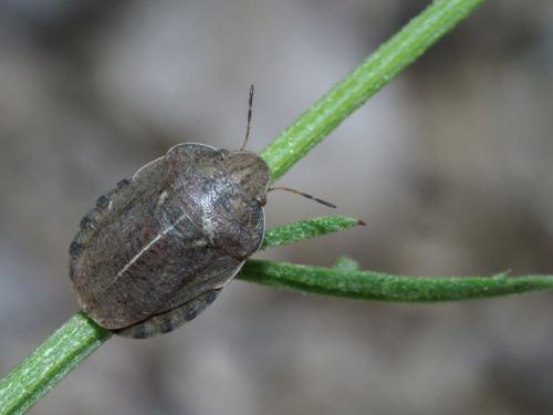 Eurygaster dilaticollis