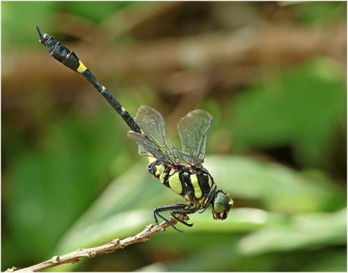 Gomphidia kruegeri