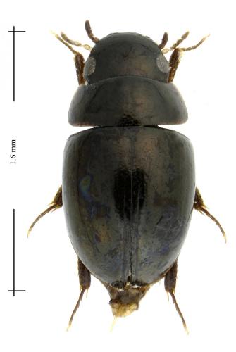 Réf. 218 232 : Hemisphaera guignoti