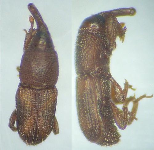 Sitophilus oryzae
