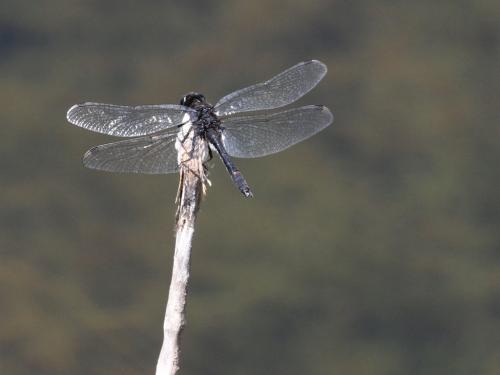 Leucorrhinia intacta