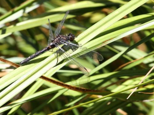 Leucorrhinia proxima