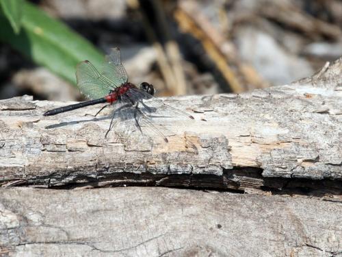 Leucorrhinia proxima
