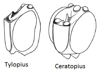 Metopius divers