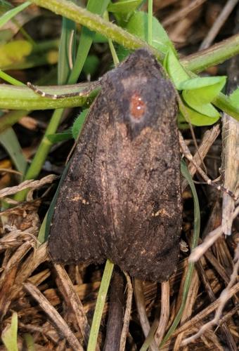 Aporophyla nigra