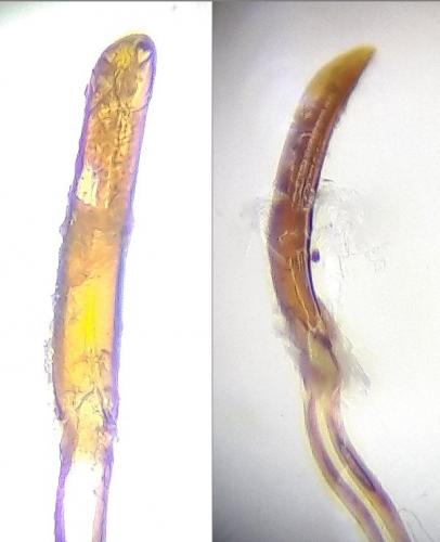 Sitophilus oryzae