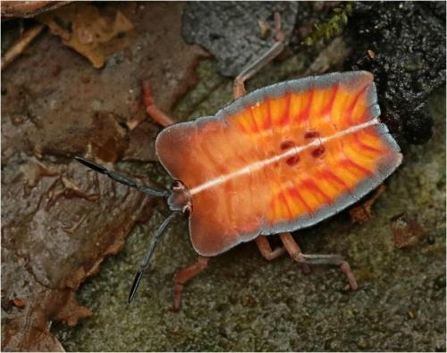 Tessaratoma papillosa