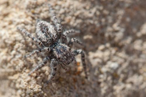 Philaeus chrysops