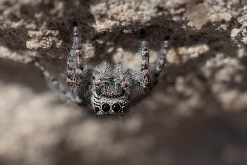 Philaeus chrysops