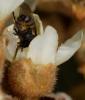 Stomorhina lunata