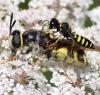 Ectemnius lapidarius