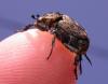 218608 – Photo : Arthropa - Benoit Martha – France (21)