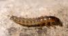 218599 – Photo : Arthropa - Benoit Martha – France (21)