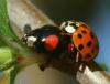218606 – Photo : Arthropa - Benoit Martha – France (21)