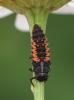 218601 – Photo : Arthropa - Benoit Martha – France (21)