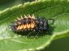 218602 – Photo : Arthropa - Benoit Martha – France (21)