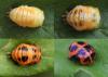 218604 – Photo : Arthropa - Benoit Martha – France (21)
