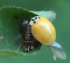 218605 – Photo : Arthropa - Benoit Martha – France (21)