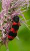 218471 – Photo : Karine Poitrineau – France (73)