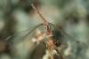 Sympetrum meridionale