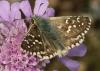 218531 – Photo : Yoann Pelouard – France (06)