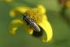 218587 – Photo : Olivier Pouvreau – France (86)