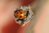 218787 – Photo : Olivier Pouvreau – France (86)