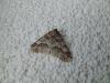 218369 – Photo : victor coste – France (49)