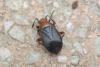 218528 – Photo : alain Roujas – France (31)