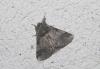 218581 – Photo : alain Roujas – France (31)