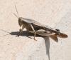 218125 – Photo : Jean-Claude Jamoulle – Oman