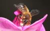 218849 – Photo : Jean-Sébastien Carteron – France (67)