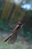 218396 – Photo : ORCHALLAN – France (44)