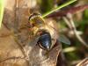 218629 – Photo : Sandor31 – France (31)