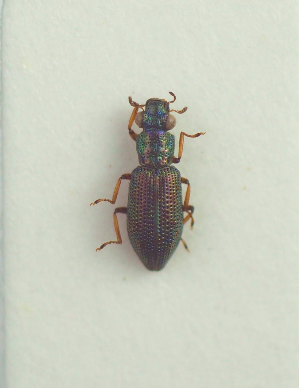 Anonyme - Hydrochus sp. - réf. 218344 (1155 x 1500 pixels, 111 ko)