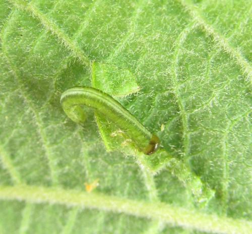 Euura bergmanni
