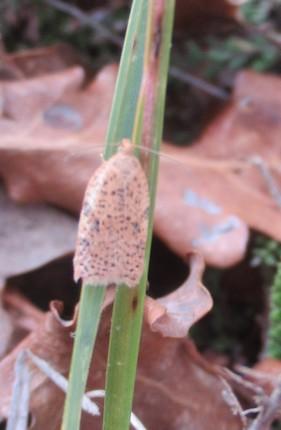 Réf. 219 613 : Acleris sp.