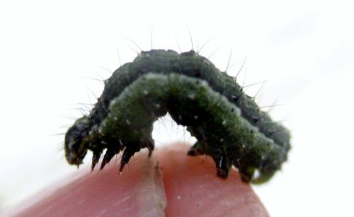 Macdunnoughia confusa