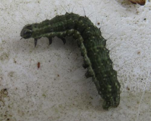 Macdunnoughia confusa