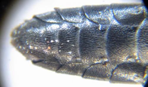Emphytus cinctus