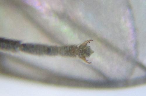 Réf. 219 966 : Pristiphora pallidiventris