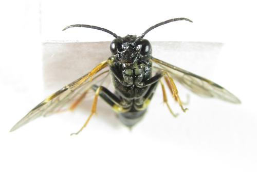 Emphytus cinctus