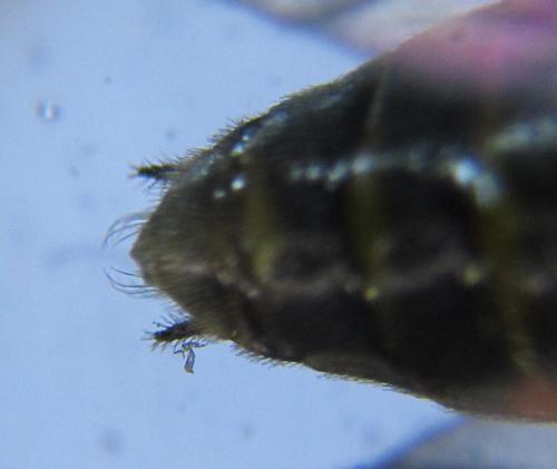 Réf. 219 965 : Pristiphora pallidiventris