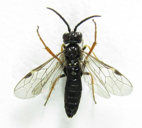 Emphytus cinctus