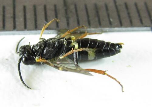 Emphytus cinctus